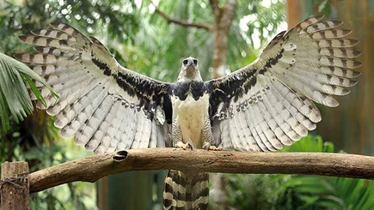 El Águila Arpía en 5 Datos | Movimiento Animalista de Puebla